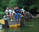 Sri_Lankan_elephant